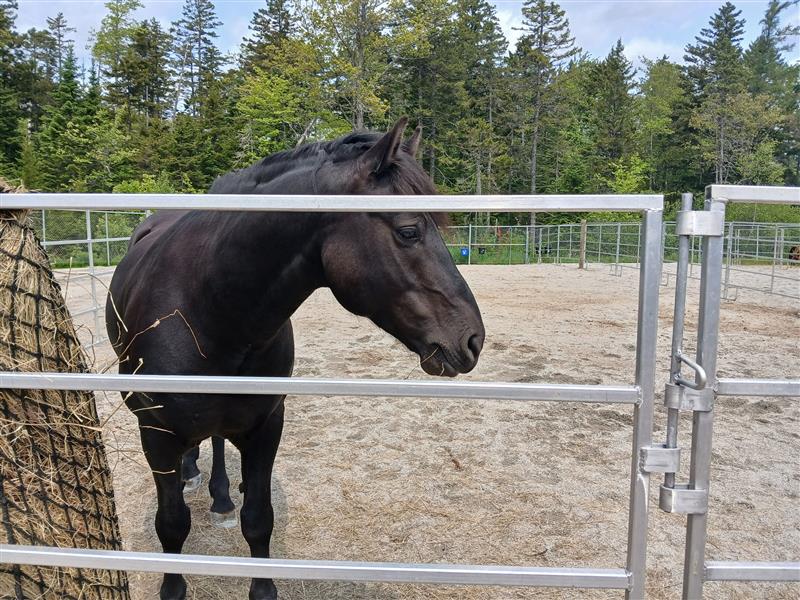 Популярна ферма и музей на Нова Скотия които миналия месец