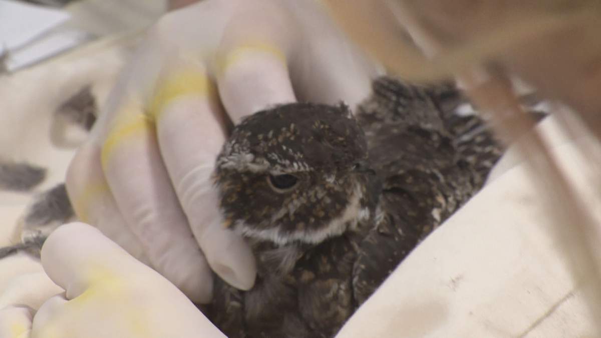 This nighthawk was believed to have sustained head trauma.