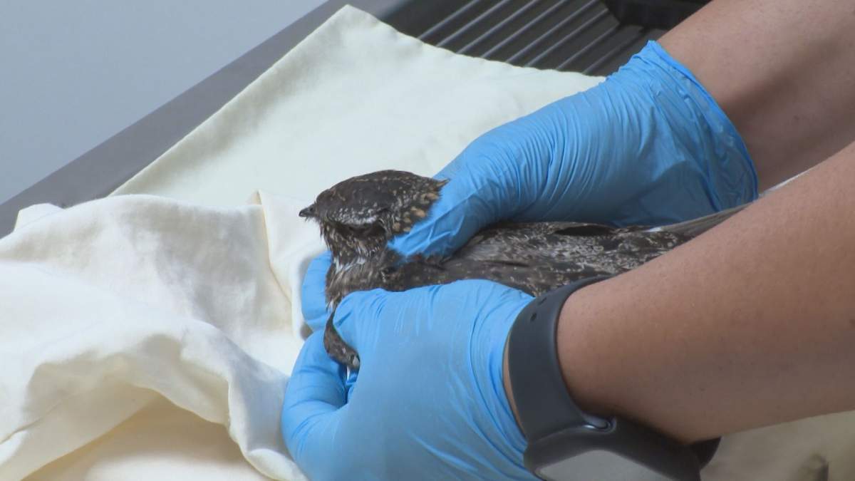 Common nighthawks are already an endangered species.