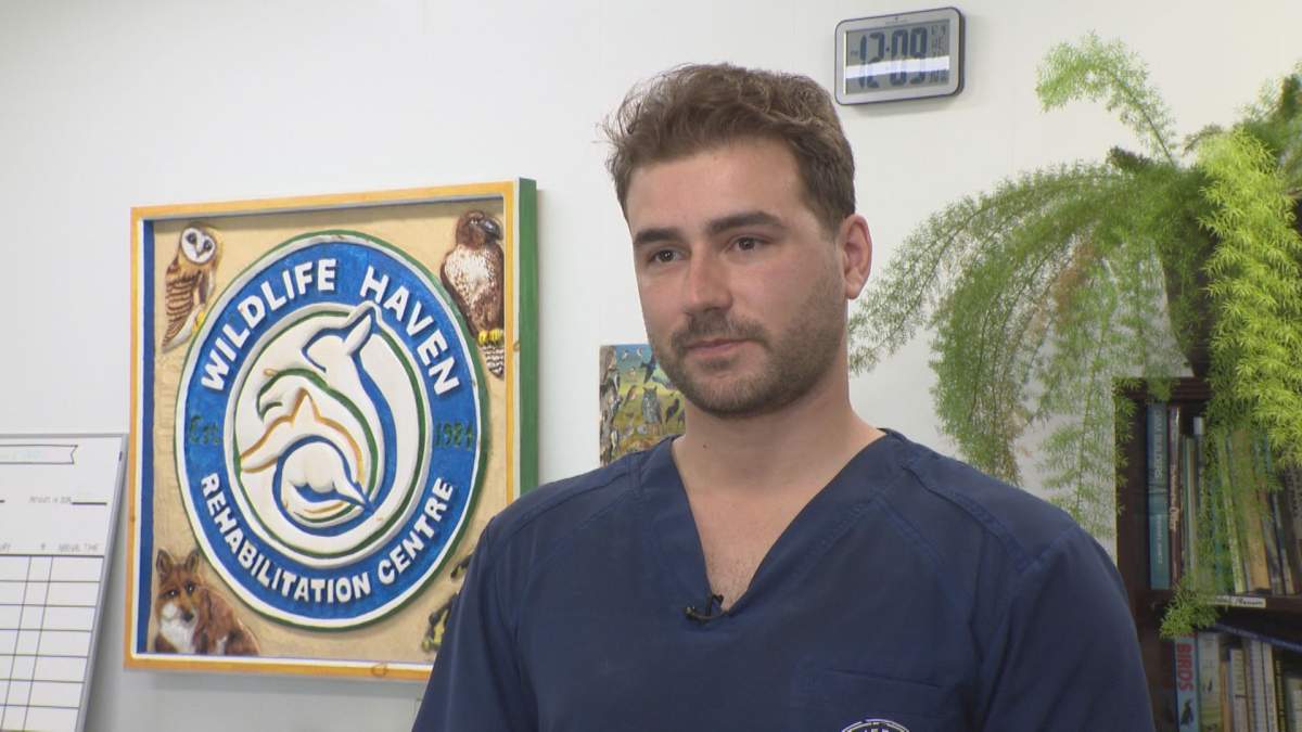 Carter Phillips is the rehabilitation manager at Wildlife Haven.