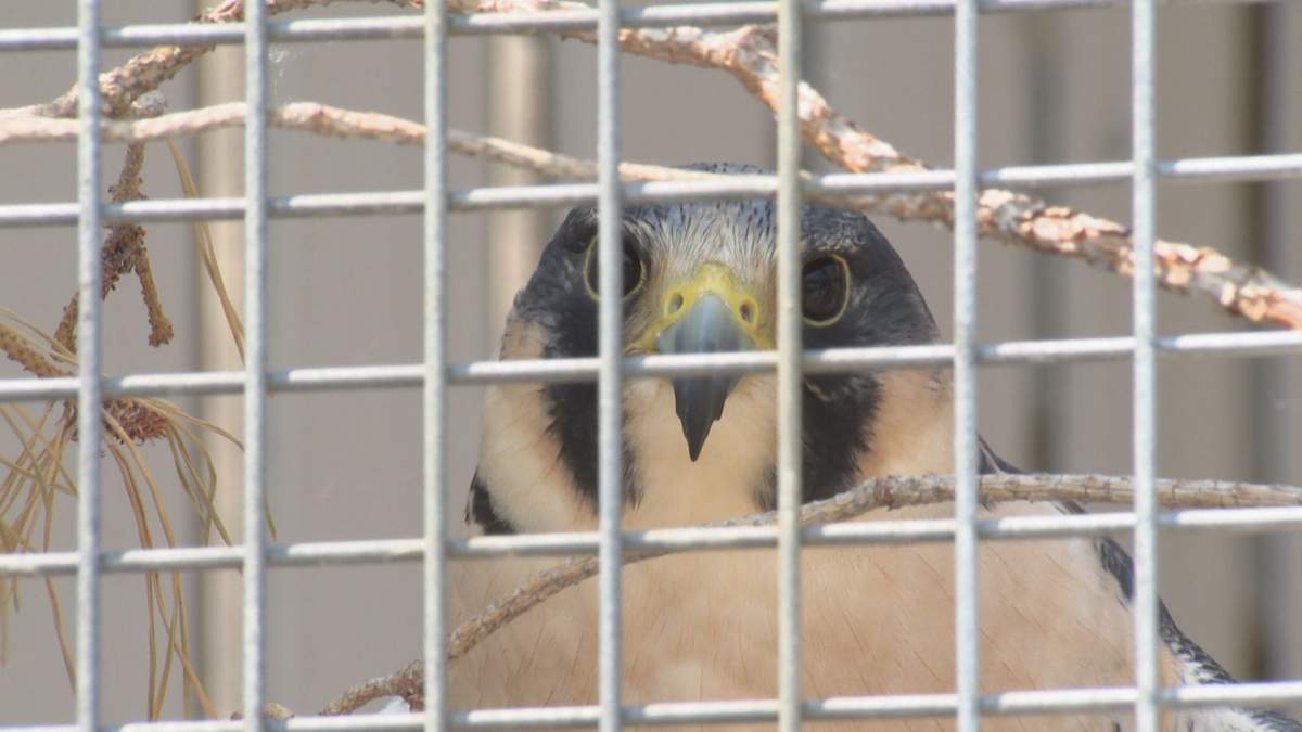 A resident peregine falcon at Wildlife Haven.