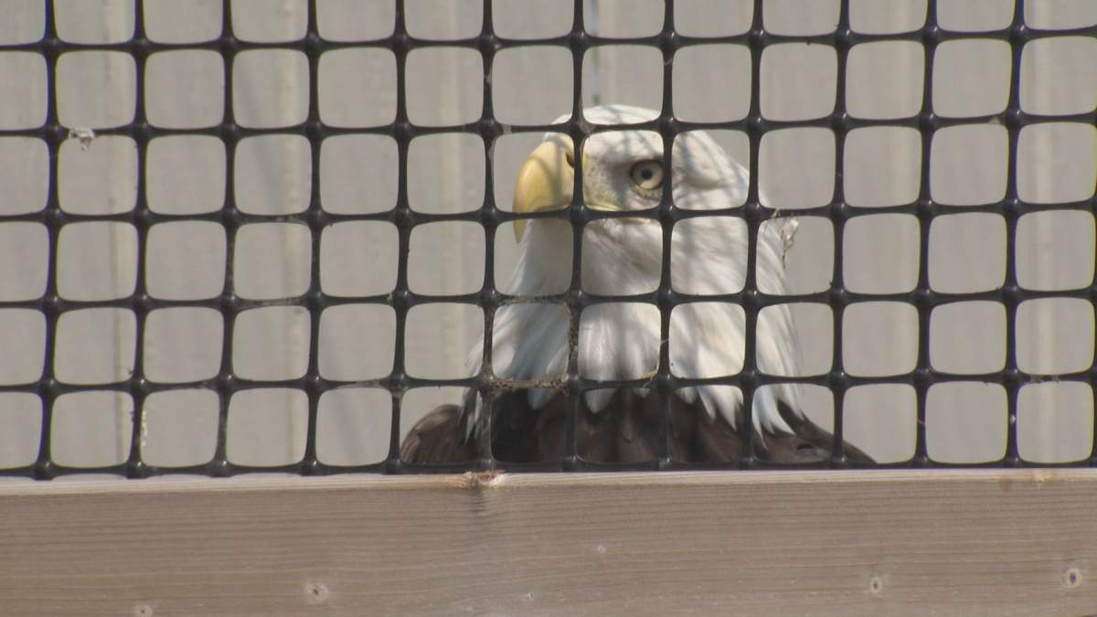 Majestic, the resident bald eagle at Wildlife Haven.