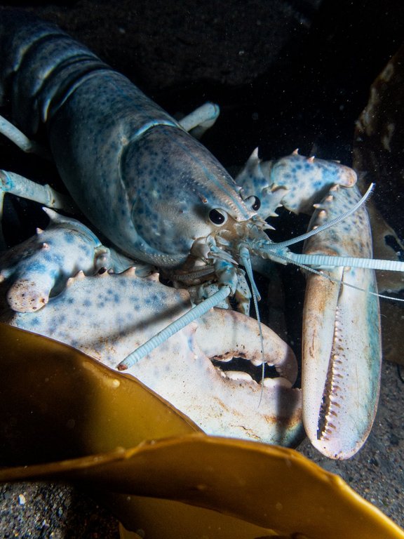 избухнало под морски водорасли и пълзене около голям резервоар с