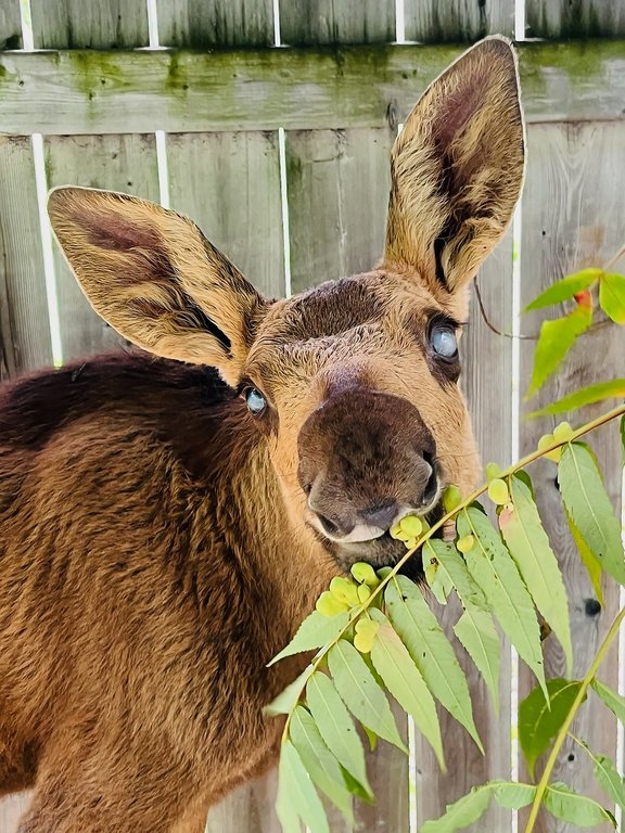 Зоопаркът в Торонто скоро ще стане дом на сляп бебешки