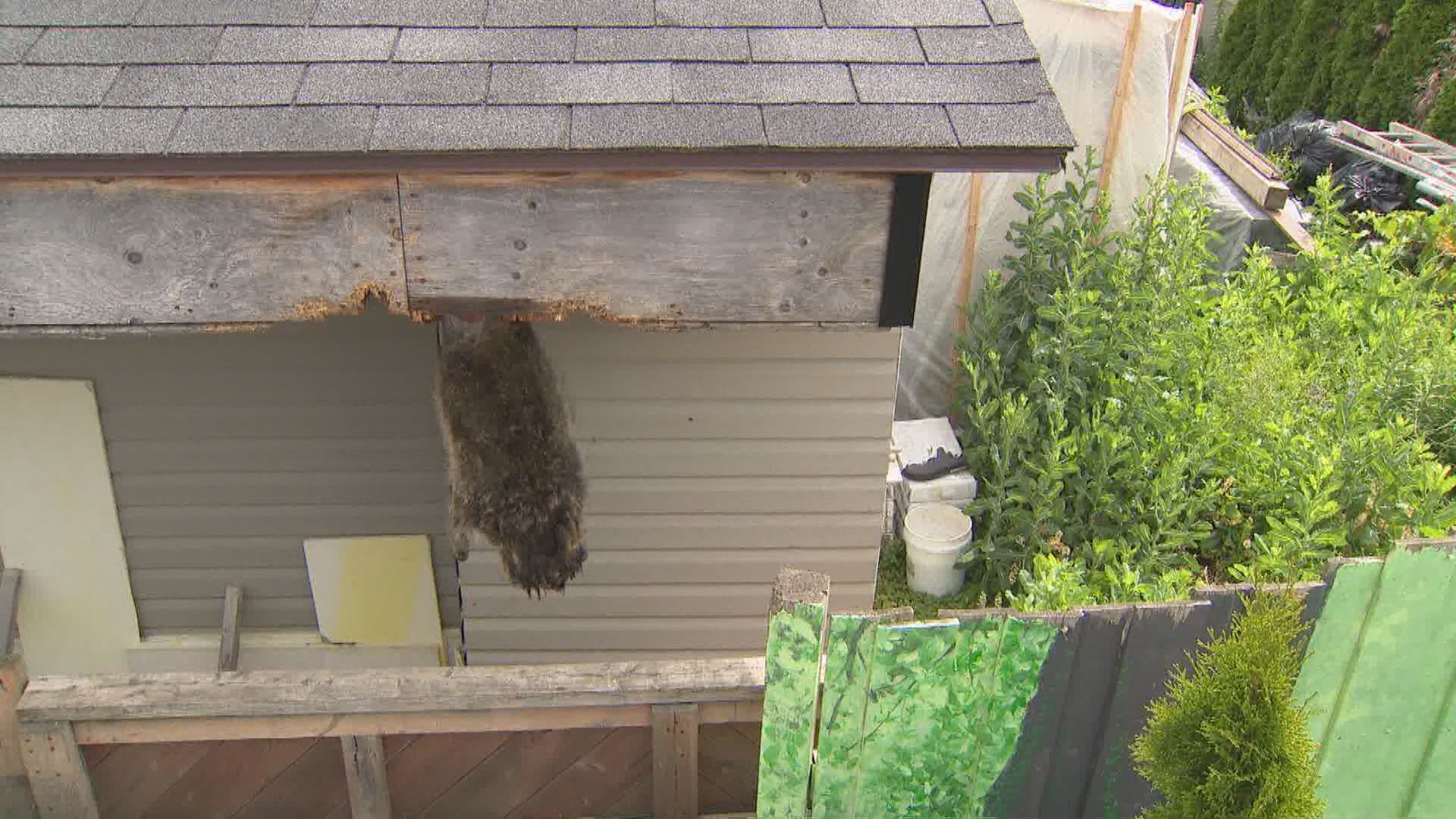 Джон Петер Доби се изкачва на стълба отгоре на гаража зад