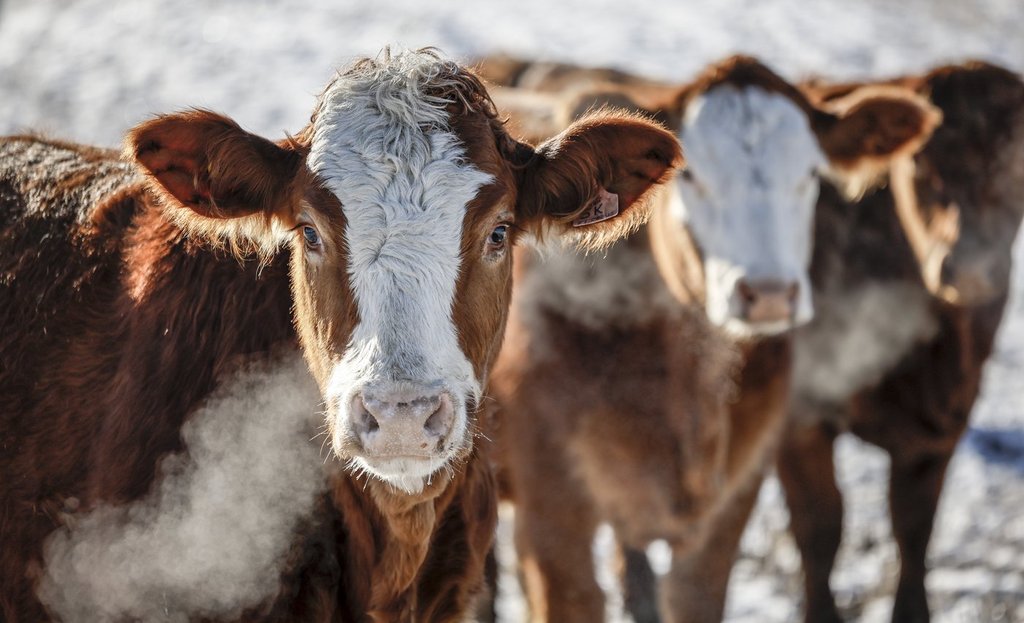 Alberta Animal Farmers са доволни но се тревожат за актуализации