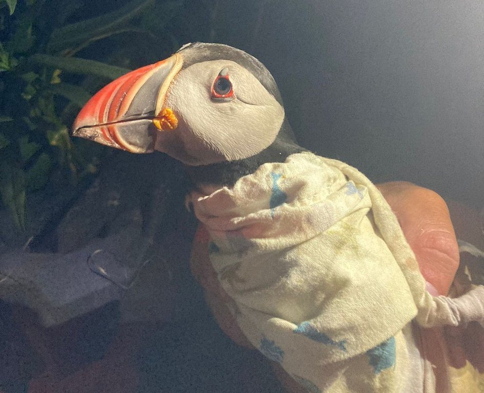 A 33-year-old puffin, seen in this handout photo, was found on Machias Seal Island, N.B., by University of New Brunswick researchers in July 2025.