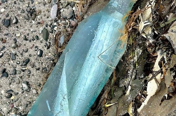 Романтично послание в бутилка хвърлена от скалите на остров край