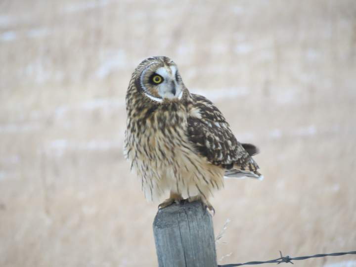Bird enthusiasts say owl populations are exploding in Alberta ...