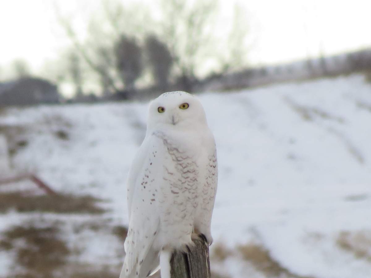 Calgary birder, Terry Korolyk, told Global News that favourable environmental conditions have been been responsible for a increase in owl populations.