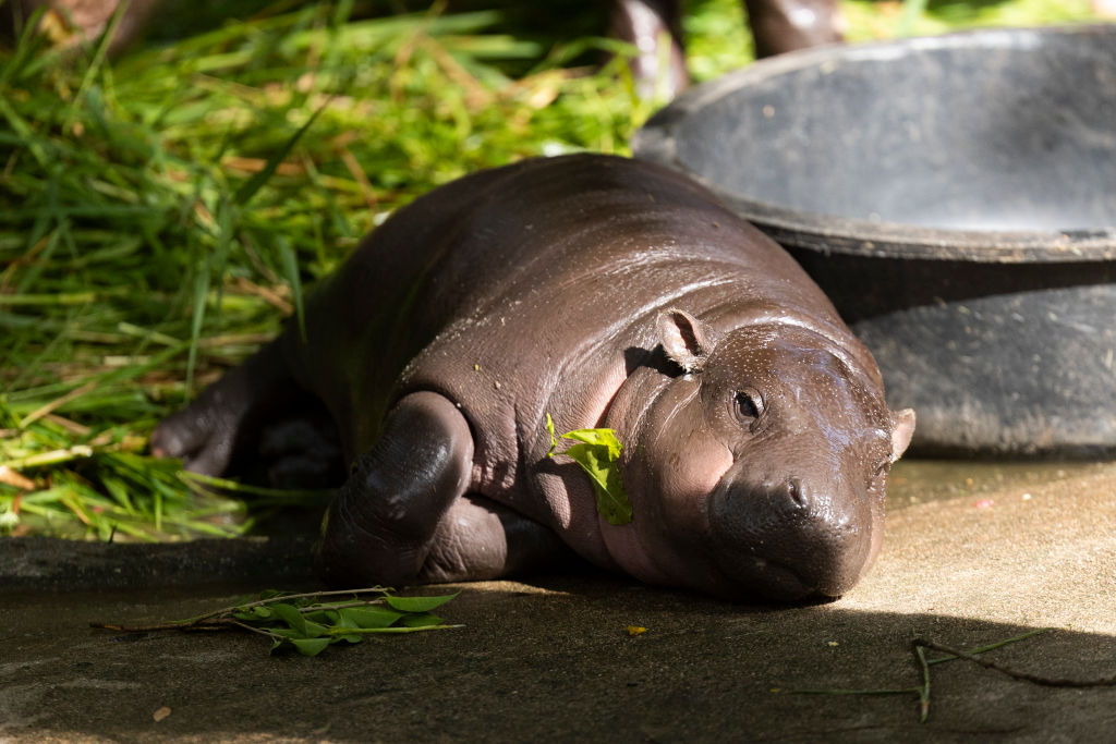 Moo Deng is seen sunbathing in her enclosure at the Khao Kheow Open Zoo on November 26, 2024 in Chonburi, Thailand.