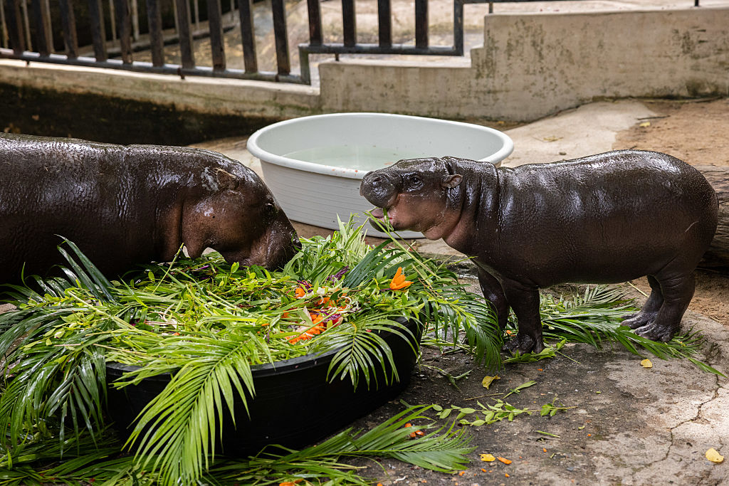 Moo Deng eats a fruit-topped cake with her mother, Jona.