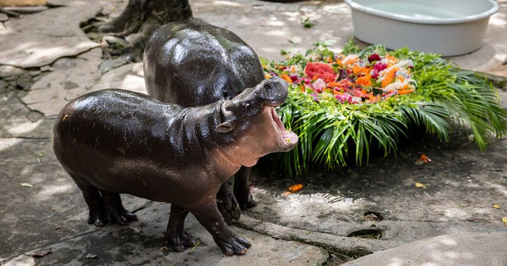 Happy Birthday, Moo Deng: The world’s beloved pygmy hippo turns 1