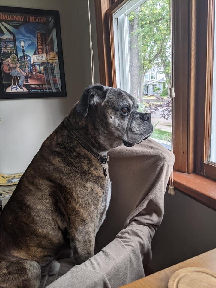 An elderly boxer sits on an upholstered chair, looking out a home's window.