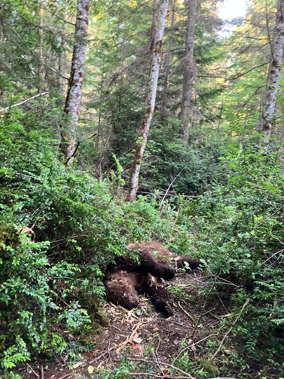 Tex the grizzly bear was found dead on Tuesday July 15 on Texada Island.