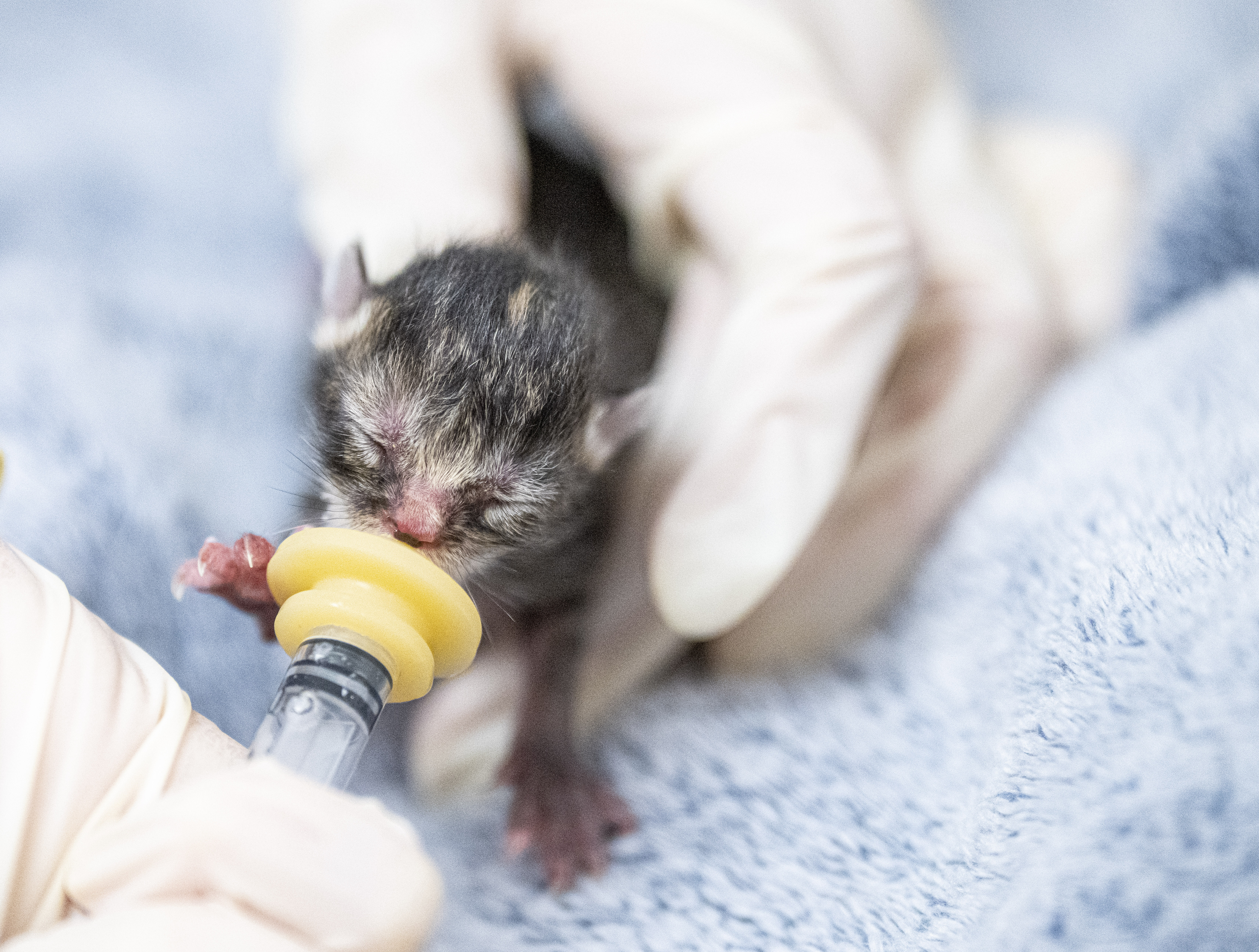 Денят на Канада традиционно е синонимен в Монреал с движещия