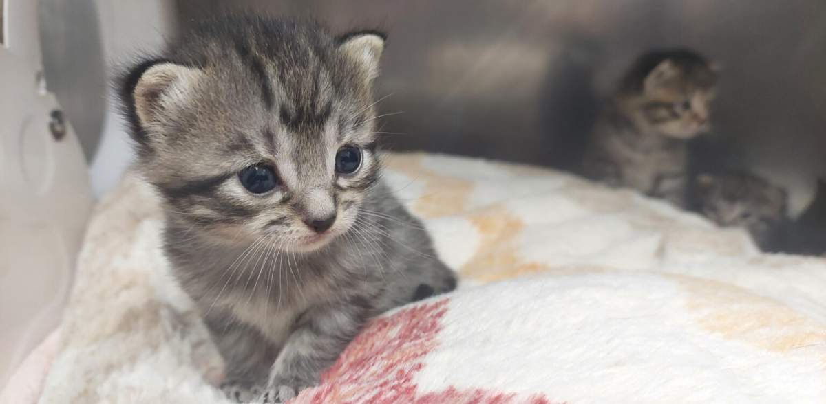 Kitten cared for by the Niagara SPCA and Humane Society