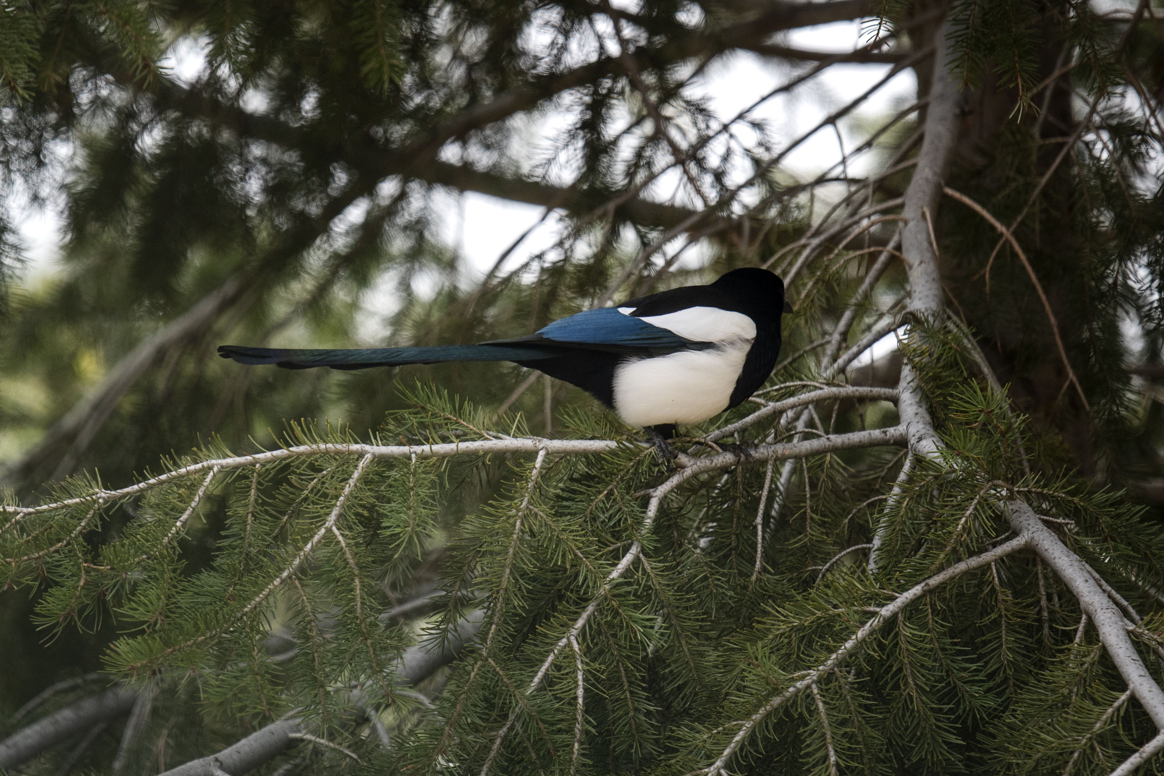 Нита Джалканен казва че проверява съседите на птиците които летят