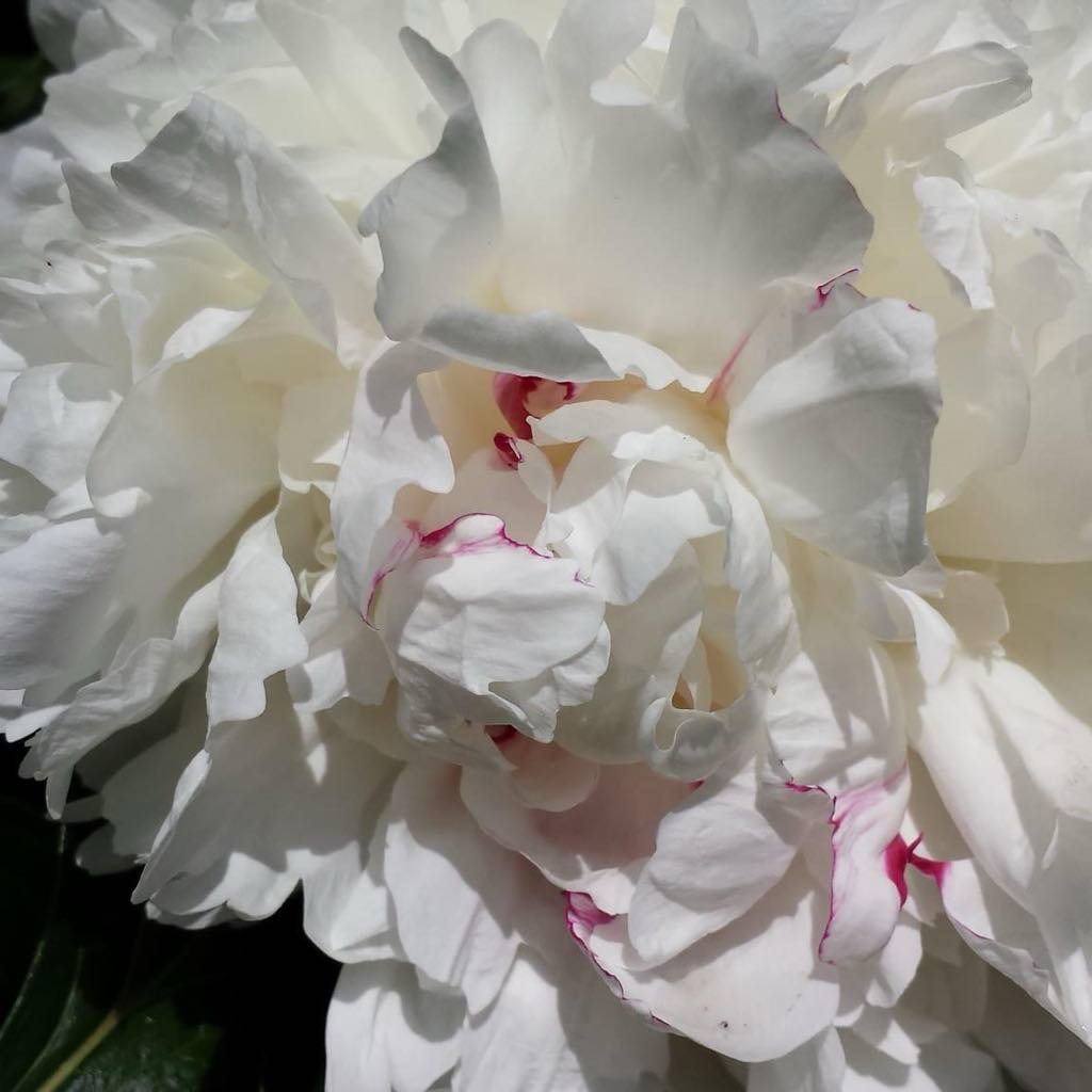 A closeup of a white and pink peony, in a photo taken by Tanice Roberts.