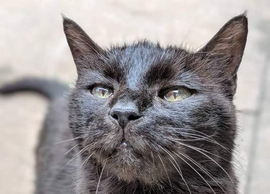 A Richmond B C based animal charity is warning other charities after