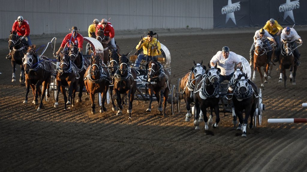 Horse euthanized after injury during Stampede chuckwagon race