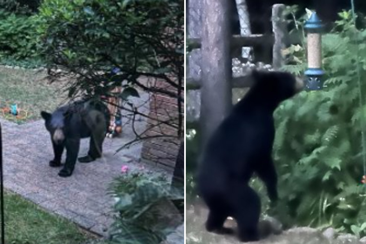 жителите на Ерин Онт Обадиха се на полицията след