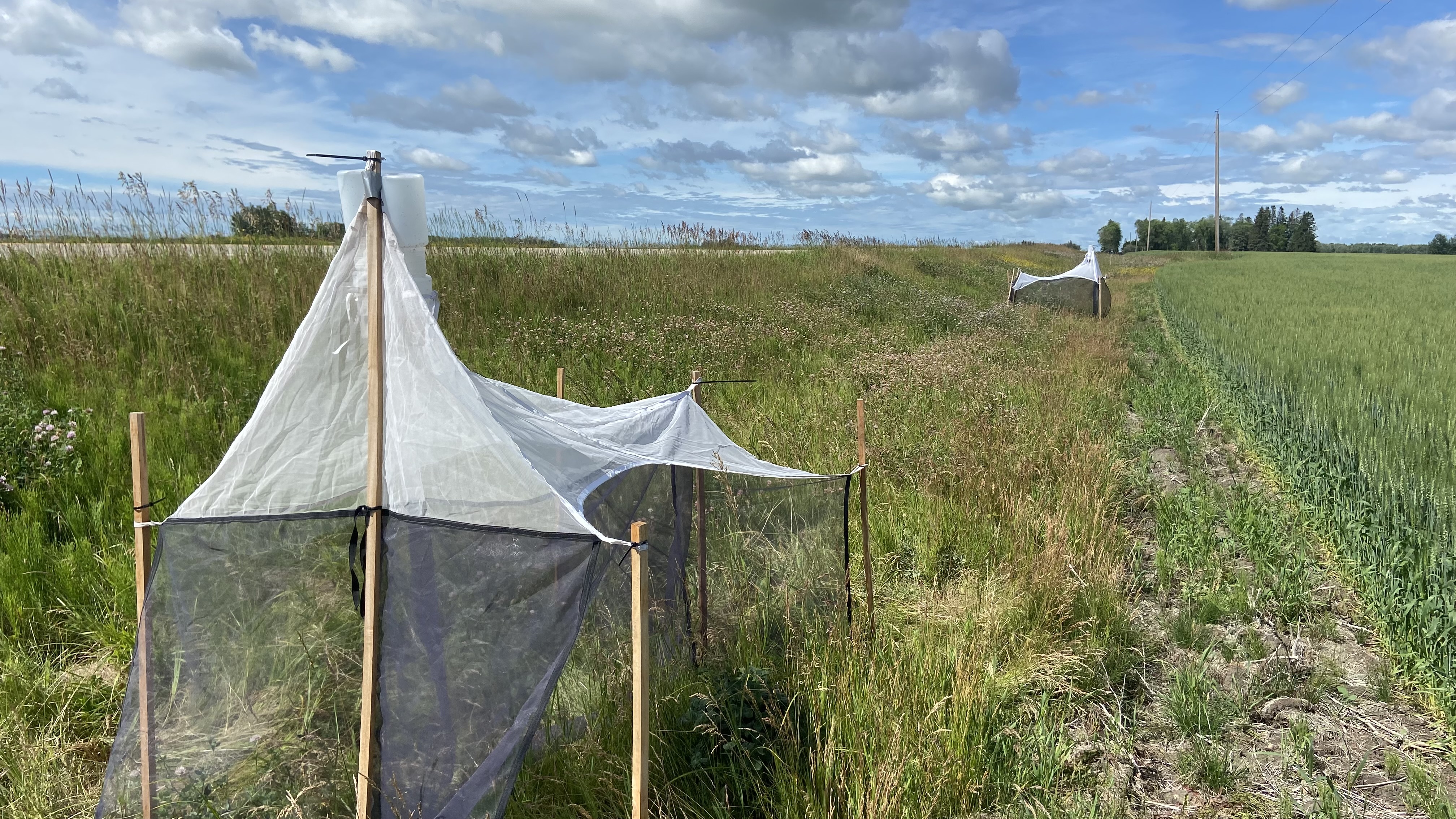 Bee study looks to improve pollinator habitat along Alberta highways