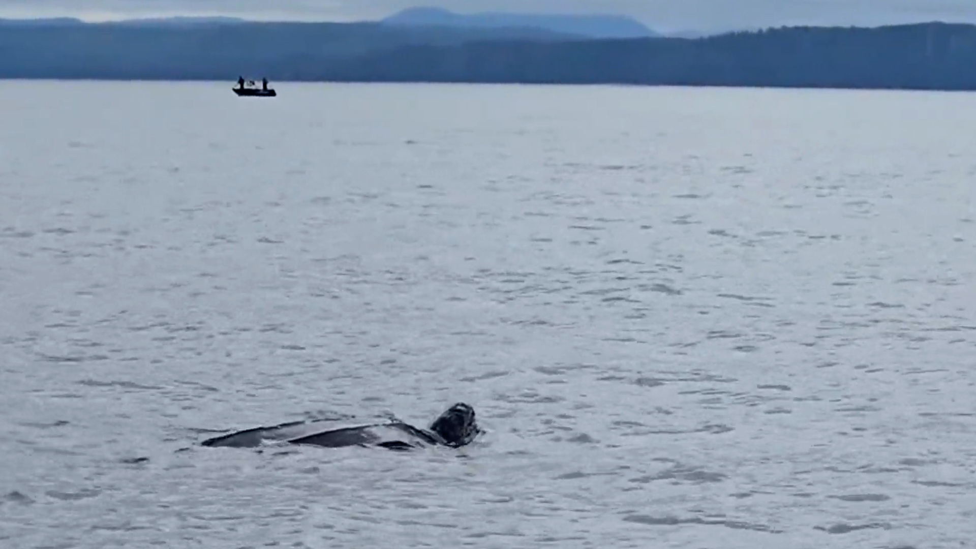 Сестрата на спешното отделение Виктория Брадшоу току що се готвеше