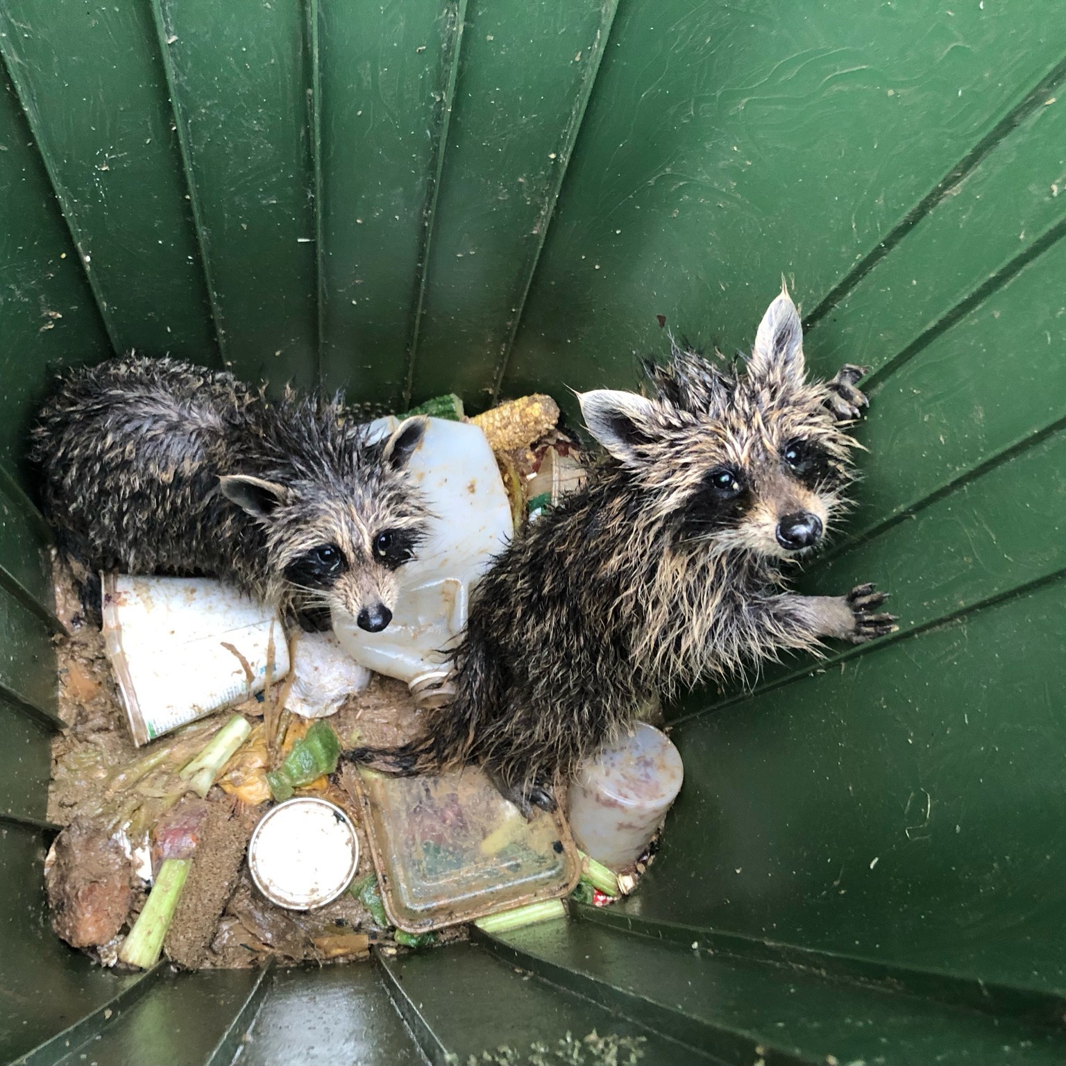 Green bins can become ‘death traps’ for raccoons, N.S. wildlife rehab centre warns