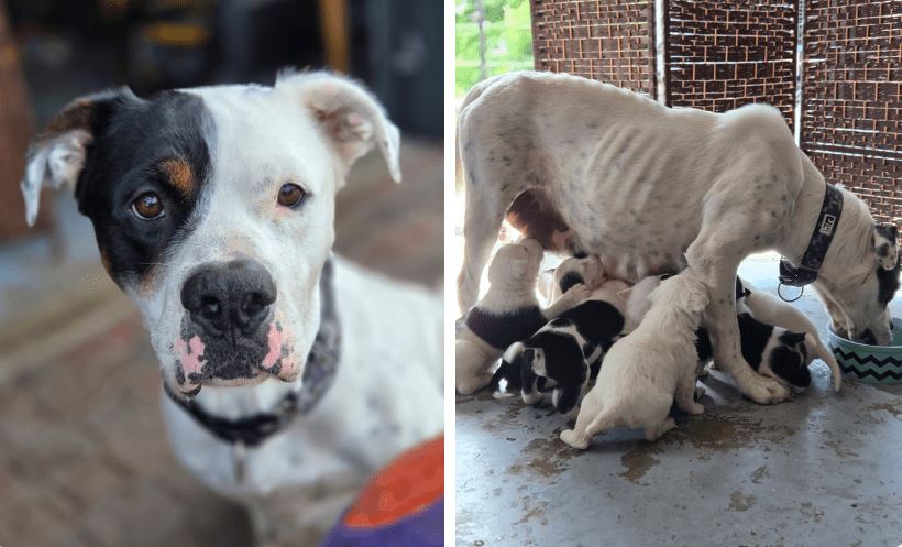 BC SPCA е взел попечителство на 33 котки и кучета