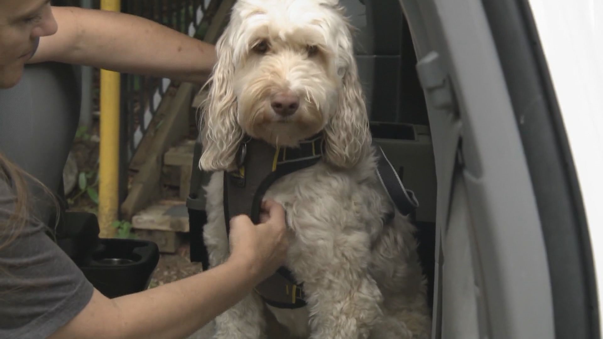 С летния сезон на нас собствениците на домашни любимци се