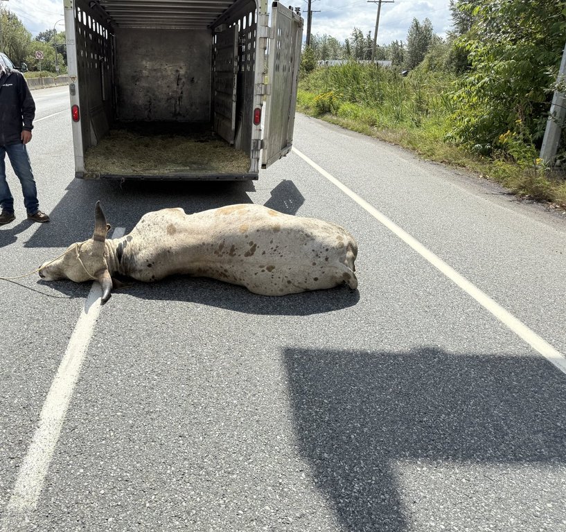 Loose bull forces highway closure in Abbotsford, BC: police