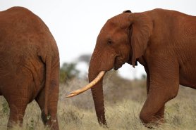 Ongoing History Daily: Why guitarists need to care about elephant poop