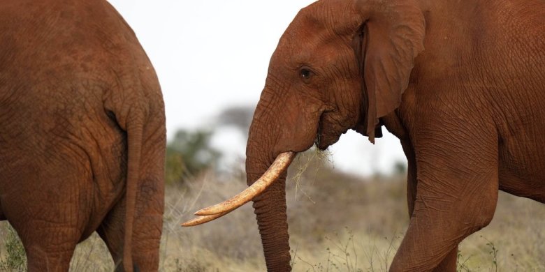 Ongoing History Daily: Why guitarists need to care about elephant poop