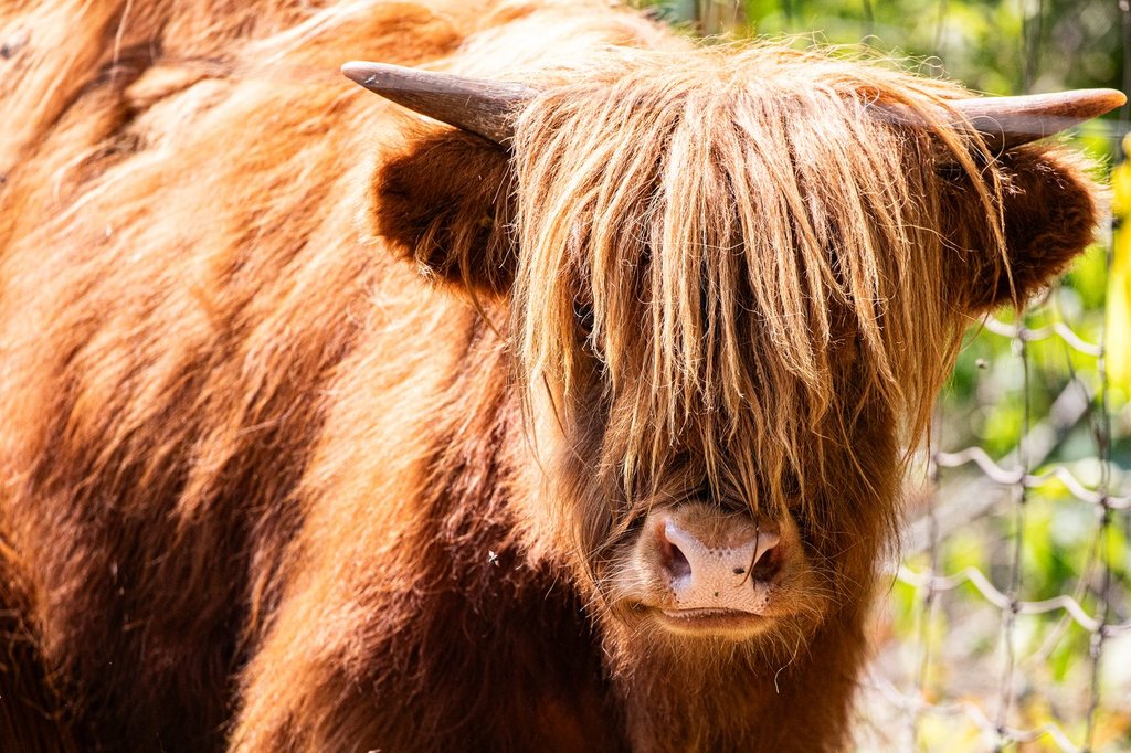 две възхитително разтърсени нови лица ще бъдат изложени в зоопарка