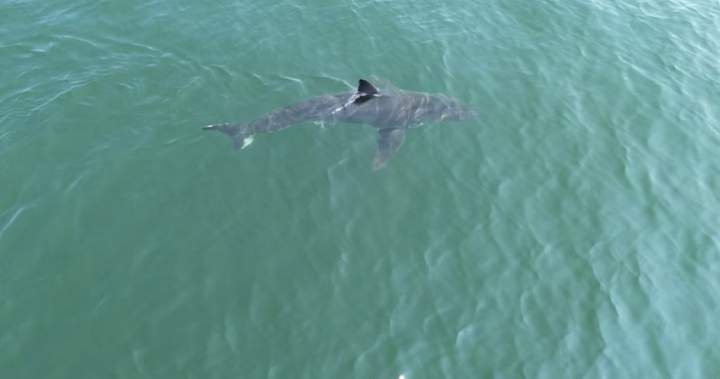 Жена от Минесота загина при нападение от акула след като