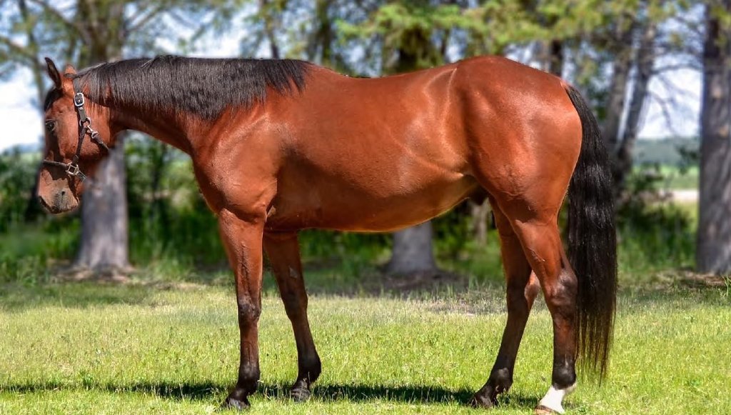 Hank the horse is shown in an undated handout photo provided by the RCMP. Investigators are still searching for Hank and are telling the public that if someone has the animal, they are committing an offence.