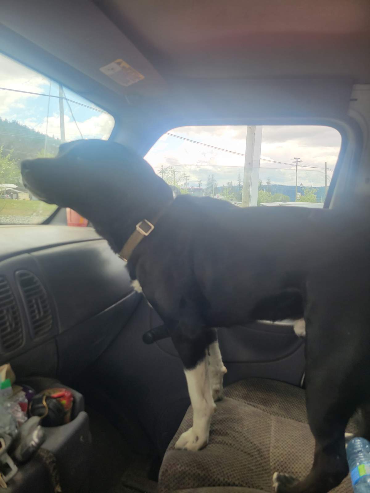 Andrew Barber says his dog, Nico, who has been missing for three weeks, is his best friend.