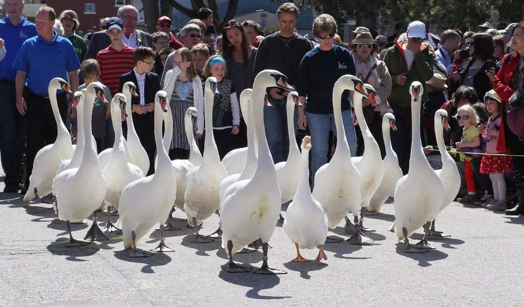 Popular swan parade in Stratford, Ont. cancelled to ‘reduce the stress’ on birds