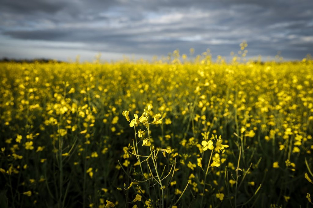 Feds meet with canola industry groups amid new China anti-dumping tariff