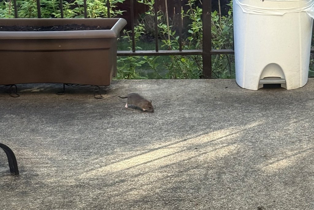 плъховете поеха задния двор на Джеймс Клайн тази пролет Той