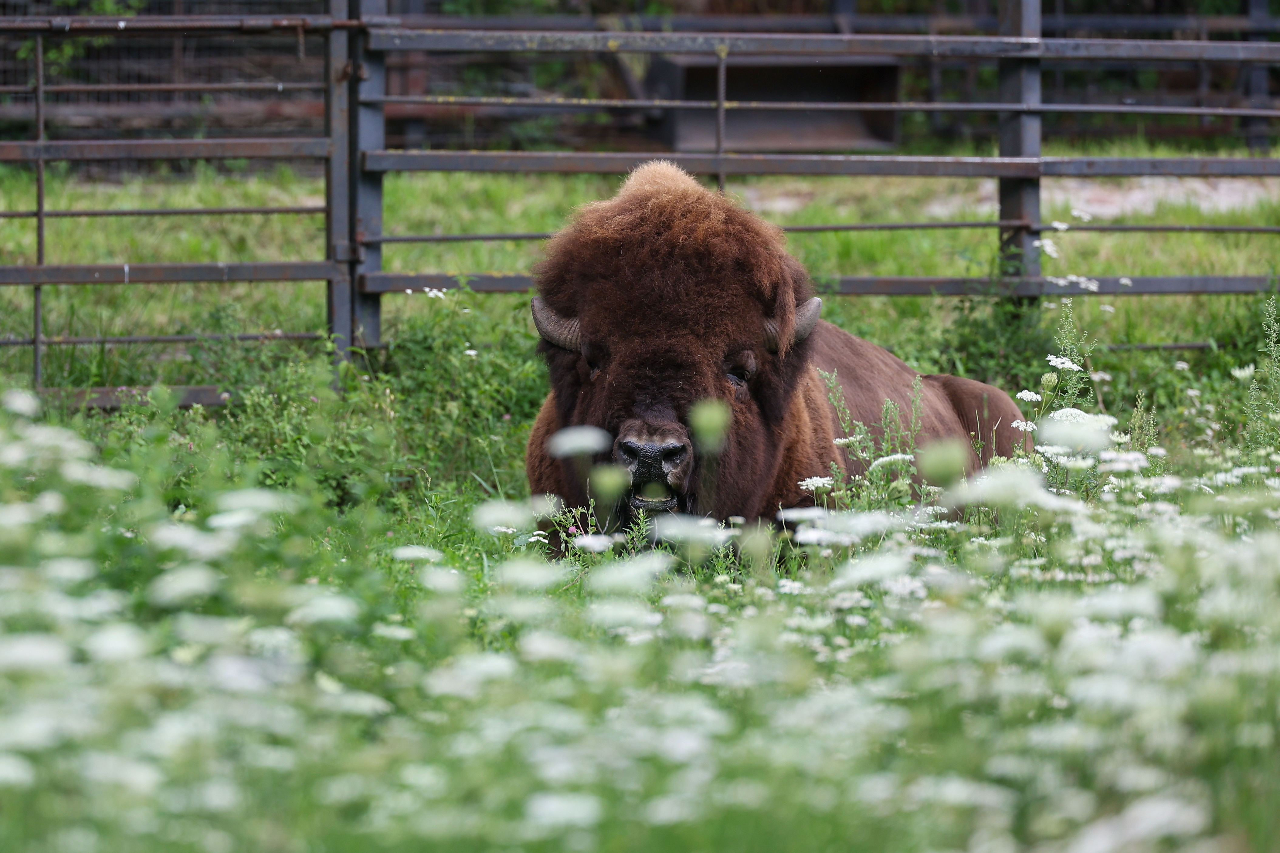 път на север от Торонто се е отворил след кратко