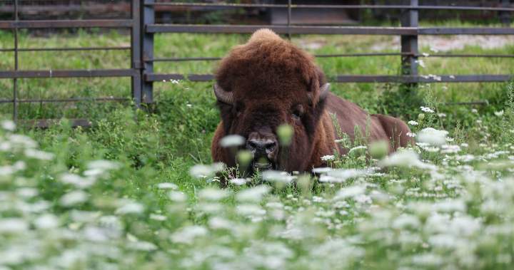 път на север от Торонто се е отворил след кратко