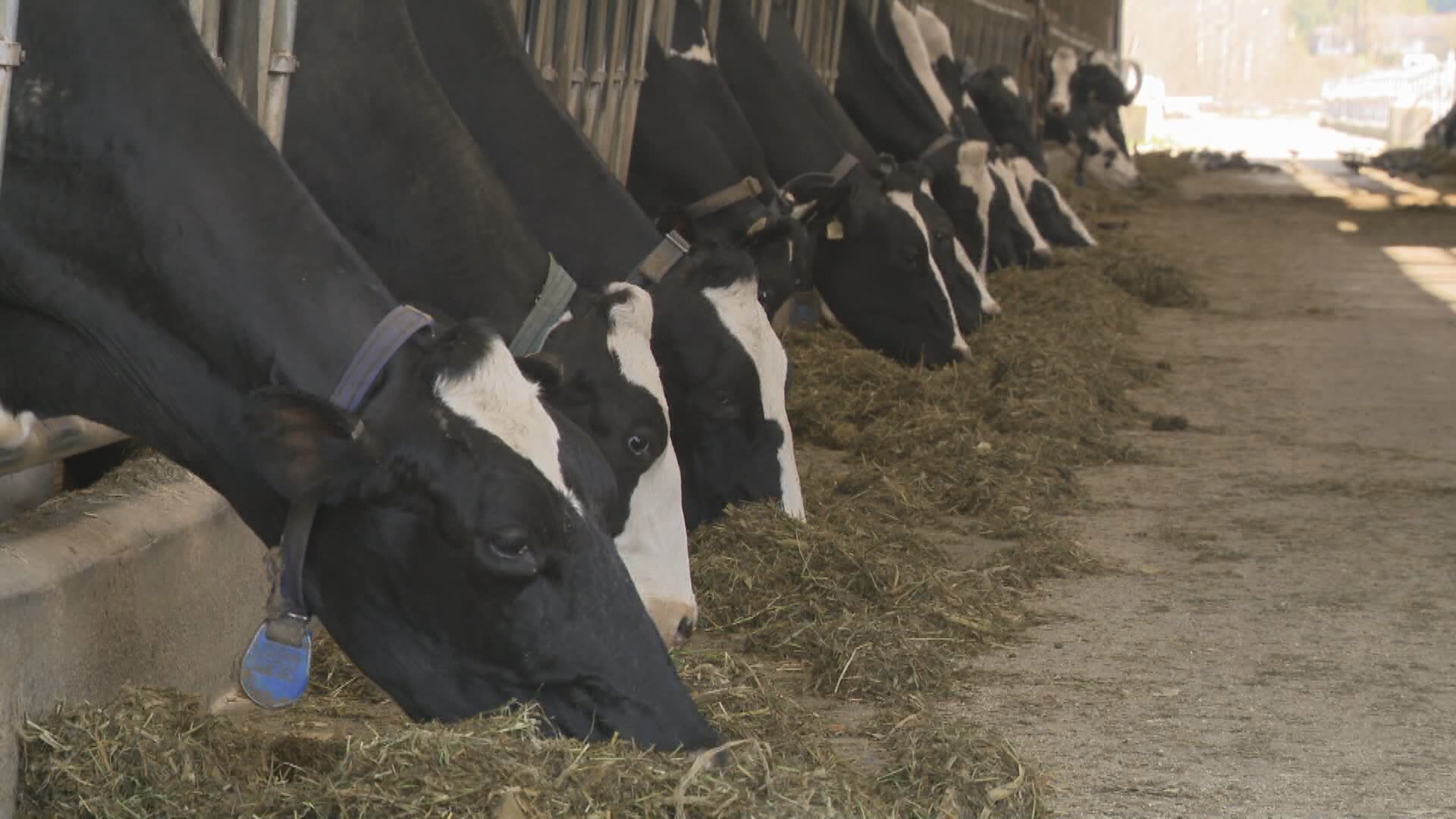 In a move that surprised the Canadian Cattle Association, the Alberta Beef Producers, who provide more than 50 per cent of the national organization's budget, announced they will withdraw their membership next July.