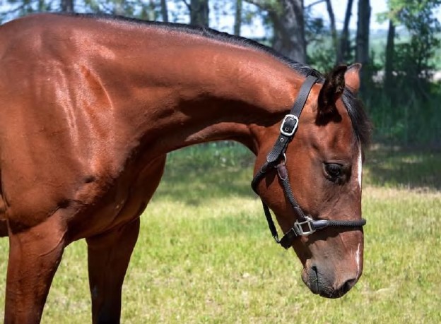 RCMP are still trying to locate Hank the horse and say in a post on social media that he may be in the process of being sold, or was recently sold.