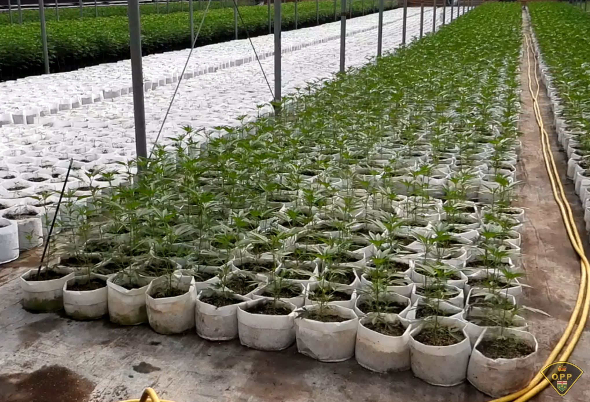 Провинциална полиция в Онтарио в Симко твърдят че са арестували