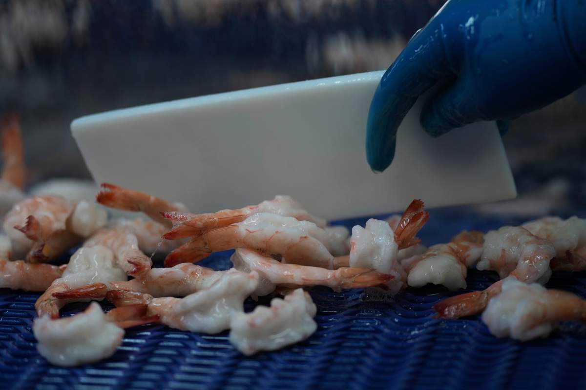 Shrimp are prepared for shipping at a processing plant.