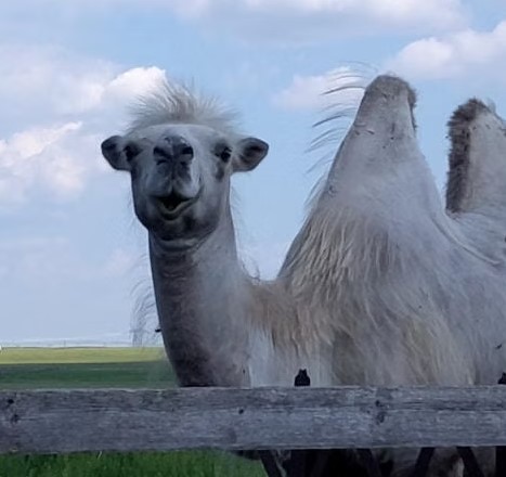 स्टोली हा एक बॅक्ट्रियन उंट होता.