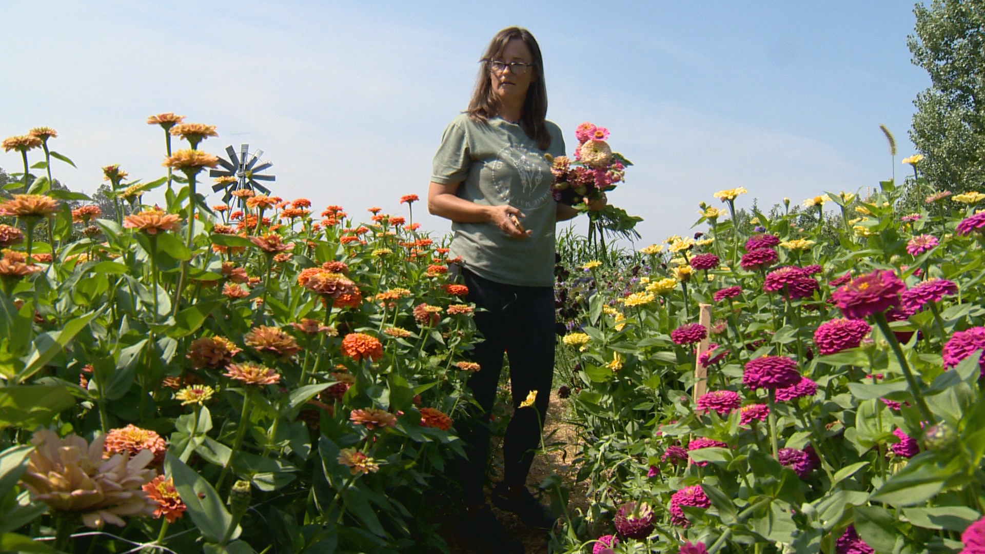 A woman with brown hair wearing a t shirt and jeans holds a bouquet of flowers. She is standing between two rows of colourful zinnias.
