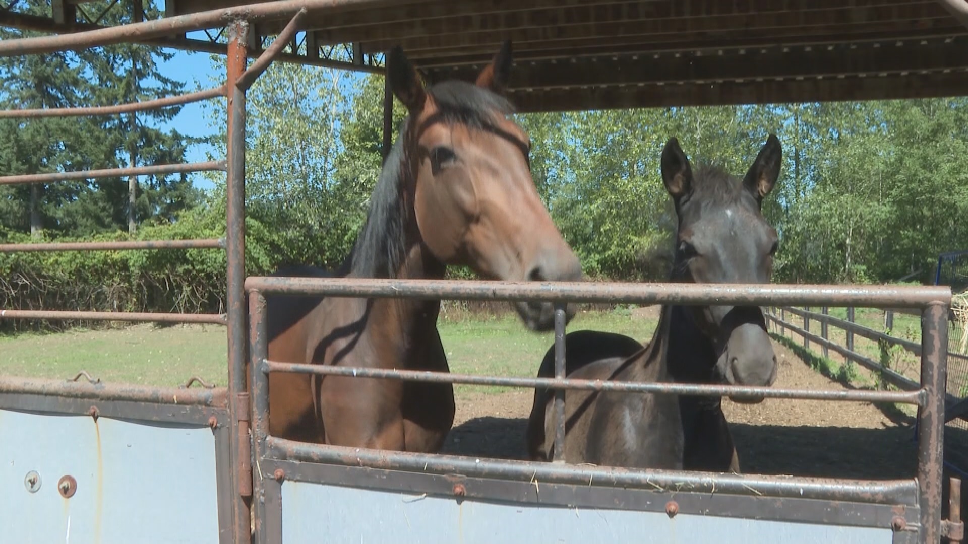 Членовете на местната общност за конни състезания на Harness са